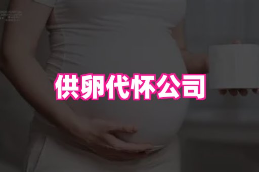 swisee孕网 4